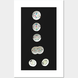 Mitosis Simplified Posters and Art